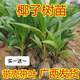 海南椰子樹苗青椰子苗帶殼帶葉南方庭院地栽盆栽種植耐寒廣西發(fā)貨 50高帶殼帶葉1棵（僅1棵無贈送）
