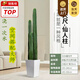 嘆為觀(guān)止大型植物發(fā)財樹(shù)各種大顆盆栽開(kāi)業(yè)喬遷客廳辦公室內好養大型花卉 量天尺【1.3-1.5米】 含盆