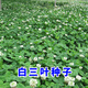 碧鼎三葉草種子室外矮生車(chē)軸草紅白三葉草籽荒地復綠白花三葉草種綠化 車(chē)軸草/白三葉種子 1斤（凈子）