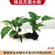 逸樂寵水楊梅植物魚缸造景老樁擺件烏龜缸觀賞水培綠植造景全套古法養(yǎng)魚 雙頭大葉榕沉木【綁好發(fā)貨 不黃水】