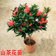 語安香妃山茶花苗盆栽五色赤丹花卉植物室內(nèi)好養(yǎng)杜鵑茶花樹苗四季開花 山茶花花苗 3年茶花苗+1包肥料
