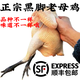 諾斯食美農家散養3-4年黑腳老母雞超大3-4斤走地雞現殺柴土雞草雞笨雞 黑腳2只(共6斤)