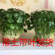 花音谷銅錢(qián)草招財水培植物辦公室桌面盆栽金錢(qián)草花卉室內水養綠植吸甲醛 銅錢(qián)草精品大葉二盆帶葉[送肥