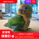 豪蚨 小太陽(yáng)手養(yǎng)寵物鳥親人可上手寵物活物牡丹鸚鵡活體鳥說話鳥和尚 愛情鳥半毛1只