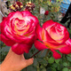 耐寒薔薇花苗爬藤四季開花室內(nèi)盆栽室外藤本月季玫瑰花卉易活植物 紅雙喜 灌木 精品花苗 不含盆