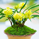 浙江 濃香 蘭花苗 春蘭 老八種 荷瓣陽(yáng)臺花卉植物 盆栽 春蘭黃金牡丹1顆4苗連體18 不含盆