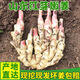 現(xiàn)挖山東紅芽嫩姜子姜新鮮仔姜板姜山東紅芽生姜5斤農(nóng)家腌制姜 現(xiàn)挖帶泥發(fā)貨山東紅芽嫩姜3斤 3斤