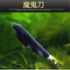 樂淘逸寵熱帶觀賞魚魔鬼羽毛刀魚活體線翎電鰻黑魔鬼魚黑羽毛魚 5-6cm魔鬼刀2條
