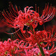 綠植彼岸花種子曼珠沙華盆栽彼岸花種球石蒜花室內(nèi)四季種花卉 厙-曼珠沙華 5個彼岸花種球+盆+肥+生根粉