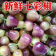 廣西廣東云南1-5斤現(xiàn)摘七彩椒大個(gè)頭彩椒五彩椒泡椒燈籠椒脆爽辣 5斤 中大果