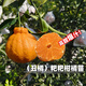正宗四川春見耙耙柑樹苗丑橘杷杷柑種植粑粑柑樹苗盆栽橘子樹果苗 兩年苗