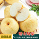 京地達酥梨碭山酥梨 新鮮梨子香梨水果凈重8.8斤 單果250g+源頭直發(fā)