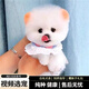 寵六福純種博美幼犬寵物狗狗活體小狗活物幼崽小型犬 寵物級 A級 公