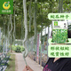 鳳鳴雅世蛇豆蛇瓜種子種籽野菜盆栽陽(yáng)蔬菜種菜籽瓜種籽觀(guān)賞食用長(cháng)蛇瓜種籽  蛇瓜（蛇豆）種子 10粒