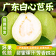 廣東番石榴芭樂新鮮水果番桃現(xiàn)摘白心當(dāng)季脆甜爽口 白心番石榴1500克