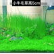 余三哥（yusange）水草種子迷你對葉草魚(yú)缸前景草速成草坪種子水族箱造景牛毛草種子 O14-小號牛毛草(4006粒)