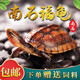 詩(shī)軒【招鎮(zhèn)福財(cái)】純種南石龜黃金長(zhǎng)壽福龜烏龜活物 寵物龜小烏龜活體 20-30克（5-6厘） 兩只 情侶一對(duì)（好事成雙）
