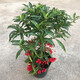 絮嫣 富貴籽紅涼傘年宵花卉黃金萬(wàn)兩室內盆栽植物客廳觀(guān)賞花卉富貴子30-40厘米左右高原土發(fā)貨