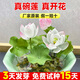 臨雅四季開(kāi)花真正的碗蓮種籽子水培植物室內水養花卉盆景綠植睡蓮荷花 碗蓮種子10?；焐b