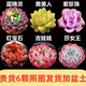 多肉組合盆栽陽臺盆栽喜陽植物新手福利按圖發(fā)貨品種花卉好養(yǎng) B款6種加盆土