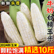 鶯棲廣西新鮮白糯牛奶玉米10斤新鮮現摘苞谷甜嫩白玉米棒蔬菜黏粘農家 白玉米 帶箱9-10斤