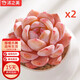 沭之美多肉植物肉肉室內(nèi)桌面盆栽 橙夢露+小米缸陶瓷盆 2盆 源頭直發(fā)