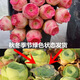多肉植物帶盆綠植花卉盆栽貴貨老樁群生玉樹(shù)玉露仙人掌肉肉 玫瑰水蜜桃5-6cm【帶盆栽好】