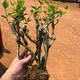 廣西南寧重瓣茉莉老樁大棵特大棵四季花開綠植盆栽花卉庭院好養(yǎng)活 15年老樁 花期每年5-10月