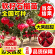 歐悟石榴樹(shù)樹(shù)苗 嫁接突尼斯軟籽無(wú)籽石榴樹(shù)苗 庭院陽(yáng)臺盆栽地栽果樹(shù)苗 10年壯苗粗度4公分【當年結果】 70cm(含)-150cm(含)
