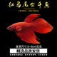 好養易活漂亮進(jìn)口寵物泰國斗魚(yú)活體觀(guān)賞魚(yú)淡水熱帶魚(yú)小型半月活魚(yú) 【今日特惠】紅色系馬尾公1條