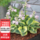 盆栽花卉綠植金葉花葉玉簪青葉玉簪花苗庭院植物陽臺D7 花葉紫花玉簪10棵 不含盆