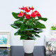 格調(diào)生活鴻運(yùn)當(dāng)頭紅掌盆栽綠植花卉室內(nèi)客廳水培好養(yǎng)白掌一帆風(fēng)順?biāo)募鹃_(kāi)花 特大號(hào)紅掌（白色南瓜吸水盆） 含盆