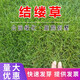 簡(jiǎn)雪進(jìn)口草坪種子草籽矮生四季青庭院綠化四季常青護坡免修剪草種子 結縷草種子1斤