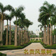 耀強大王椰子樹(shù)大王椰樹(shù)苗別墅庭院風(fēng)景樹(shù)不掉葉門(mén)前綠化樹(shù)四季常青 地徑5-6公分留高約1.5米 其他