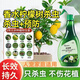 檸檬樹(shù)殺蟲(chóng)劑專(zhuān)用藥香水檸檬驅蟲(chóng)紅蜘蛛除蟲(chóng)葉子發(fā)黃生樹(shù)蟲(chóng)長(cháng)蟲(chóng)打 500g*1瓶經(jīng)典款