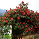軟枝紅花大果油茶種子白花榨油茶籽盆栽茶花耐東花種高產(chǎn)茶樹(shù)種子QCDD 油茶種子紅花1斤
