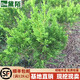 黛陌 龍柏小苗綠化苗龍柏龍柏苗龍柏樹(shù)龍柏球龍柏素材龍柏盆景苗 30-40厘米高 苗