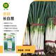 京研韭菜種子紅根韭菜四季小香蔥大葉香菜芫荽鐵桿大蔥陽(yáng)臺蔬菜種籽孑 京研長(cháng)白蔥5克 抗倒伏