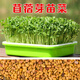 芽苗菜專(zhuān)用種子白蘿卜油葵香椿苜蓿紫蘇亞麻香菜菠菜速生無(wú)土水培 苜蓿種子100克（芽苗菜專(zhuān)用）