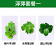 瘋狂水草（FKSC）浮萍活體水草一葉蓮水芙蓉植物養龜魚(yú)池造景直接入缸水上煙花 浮萍水草套餐一
