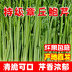 章丘鮑芹芹菜芽酒飯店餐廳山東特產(chǎn)正宗禮盒 5斤精品裝