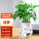 墨一綠蘿植物玻璃盆室內(nèi)水培植物客廳綠植四季 綠蘿玻璃盆 源頭直發(fā)