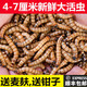 非常寵（精選）大麥蟲(chóng)黃粉蟲(chóng)面包蟲(chóng)活體釣魚(yú)餌烏龜食物倉鼠龍魚(yú)鳥(niǎo)類(lèi)飼料 麥麩5斤 4-7CM
