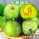 萊財多綠寶甜瓜水果新鮮香瓜當(dāng)季時令脆甜綠寶石蜜瓜 凈重5斤中果（9-12個）