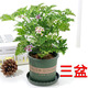 驅(qū)蚊蟲植物 驅(qū)蚊草 室內(nèi)防蚊香草綠植花卉香葉天竺葵 懶人盆栽花卉 驅(qū)蚊草3盆 不含盆