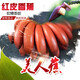 四叔公果蔬（現(xiàn)摘現(xiàn)發(fā)）紅美人香蕉新鮮水果紅皮蕉粉蕉咖啡蕉自然熟紅香蕉 5斤精選果