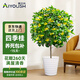 愛(ài)優(yōu)尚桂花樹(shù)苗四季桂盆栽可食用開(kāi)花香室內外陽(yáng)臺客廳白源頭直發(fā)