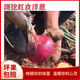 遇見憫農(nóng)【現(xiàn)挖紫皮洋蔥】生吃紅皮水果洋蔥產(chǎn)地直發(fā)生鮮農(nóng)產(chǎn)品洋蔥頭5斤 優(yōu)選現(xiàn)挖洋蔥（帶箱） 5斤