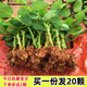 MPPMCK玫瑰花樹苗濃香型花卉大月季花苗四季開花庭院綠化扦插小苗 混色20顆【下單備注品種】 不含盆