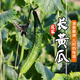 密農(nóng)人家農(nóng)家長(zhǎng)黃瓜 綠黃瓜 新鮮蔬菜 黃瓜味濃帶刺青瓜 生吃拌菜黃瓜500g 露天長(zhǎng)黃瓜500g